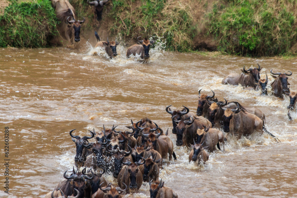 Wildebeest crossing the Mara river in Serengeti national park, Tanzania. Great migration - obrazy, fototapety, plakaty 