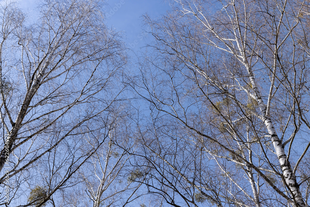 Birch tree branches in the park in spring sunny weather Birch tree branches in the park in spring sunny weather