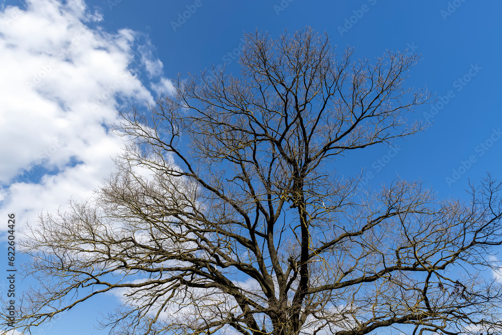 old oak in early spring without green foliage old oak in early spring without green foliage