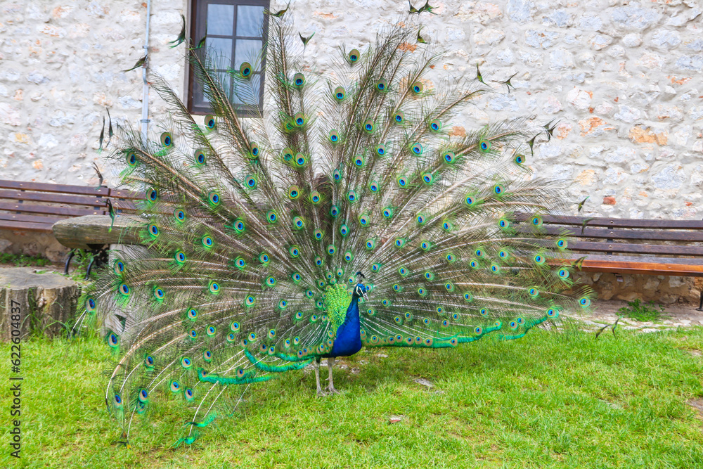 Obraz premium Male of peacock or peafowl (Pavo cristatus) with colorful spread tail-feathers on a lawn