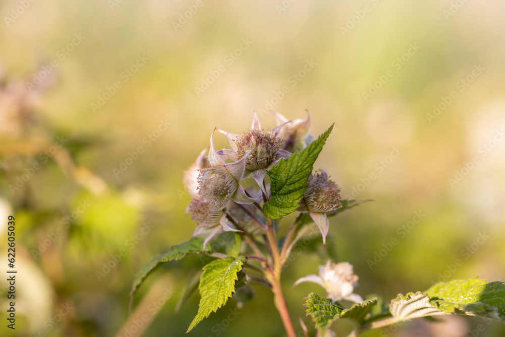 green raspberry bushes with unripe green berries green raspberry bushes with unripe green berries