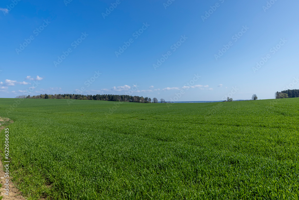a field with green wheat sprouts in the spring season a field with green wheat sprouts in the spring season