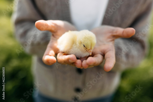 Closeup of a chick in woman's palms, outdoors.