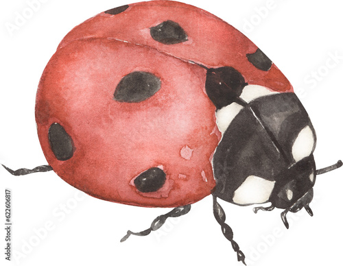Watercolor ladybug illustration, cute red bugs Red insect.