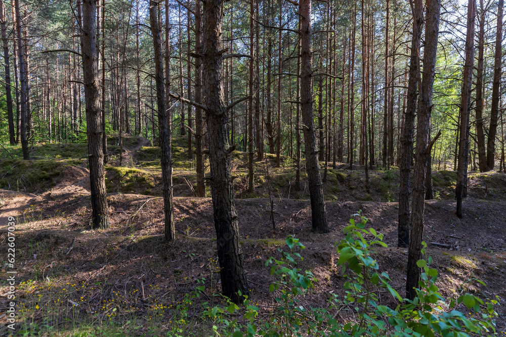 Obraz premium mixed forest with large and old trees before sunset