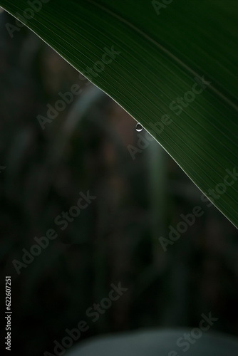 Shallow focus against minimalist depict of One dew drop dripping on green leaf edge