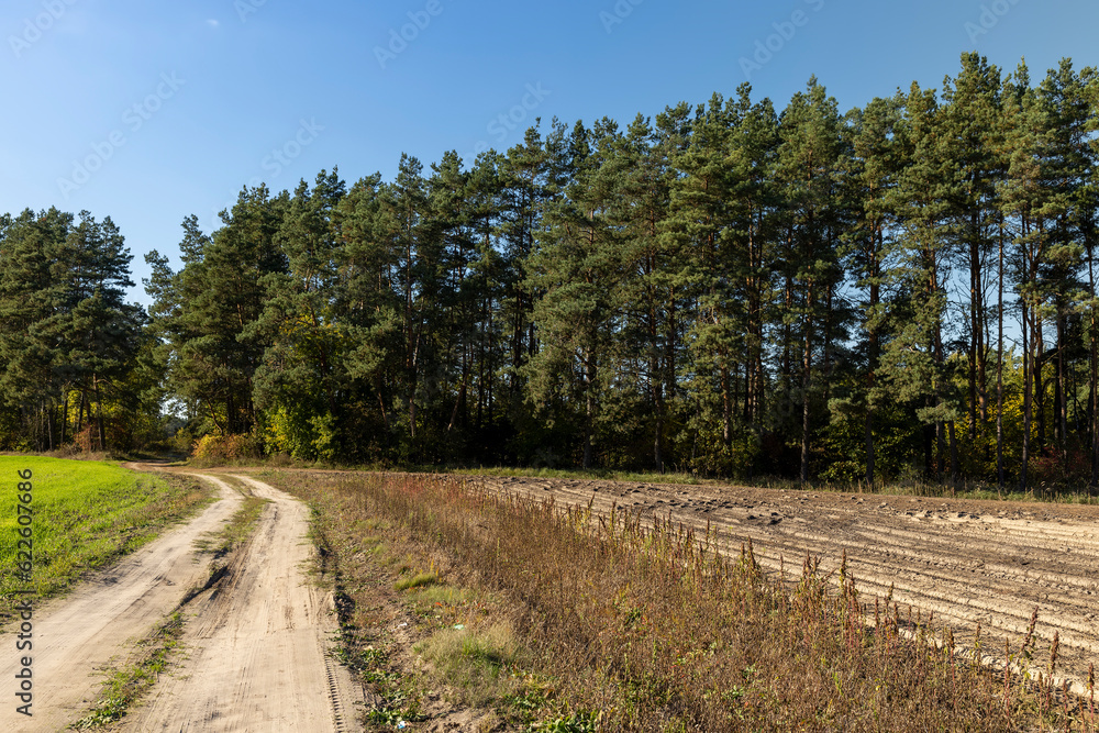 A rural road without asphalt in the autumn season