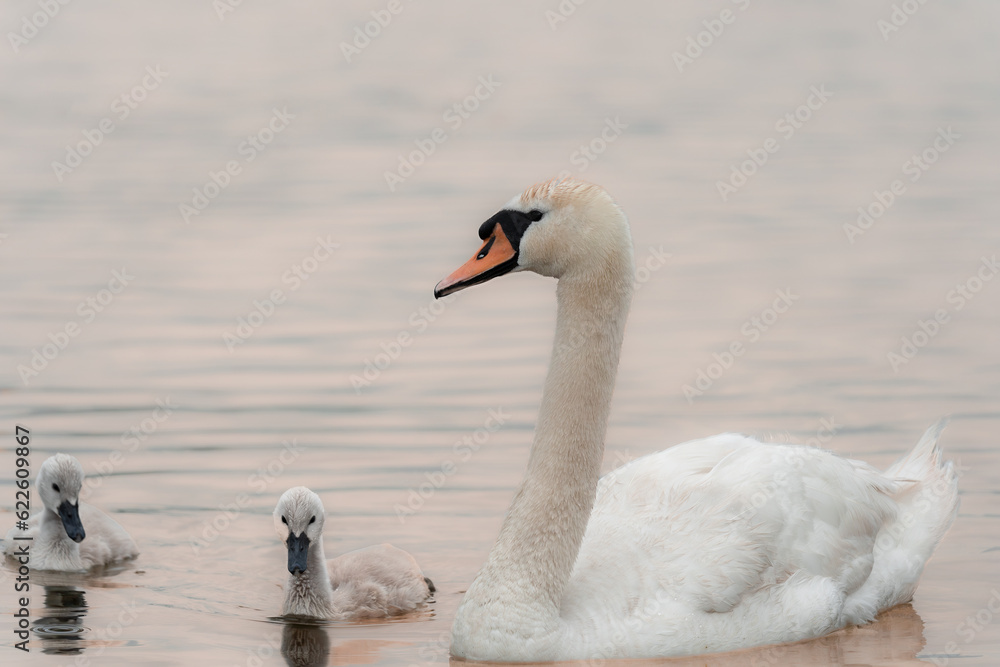 Fototapeta premium Schwan im See