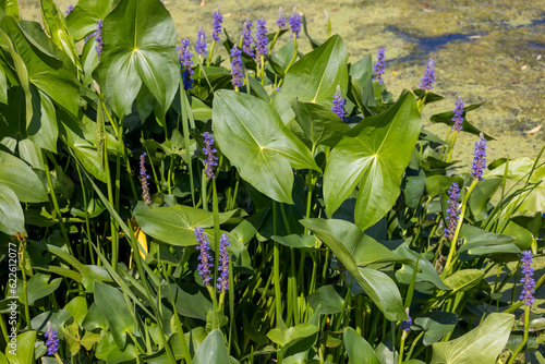 Pickerelweed, Pickerel Rush Water hyacint (Pontederia cordata). The pickerelweed    or pickerel weed ,native amerivan flowers photo