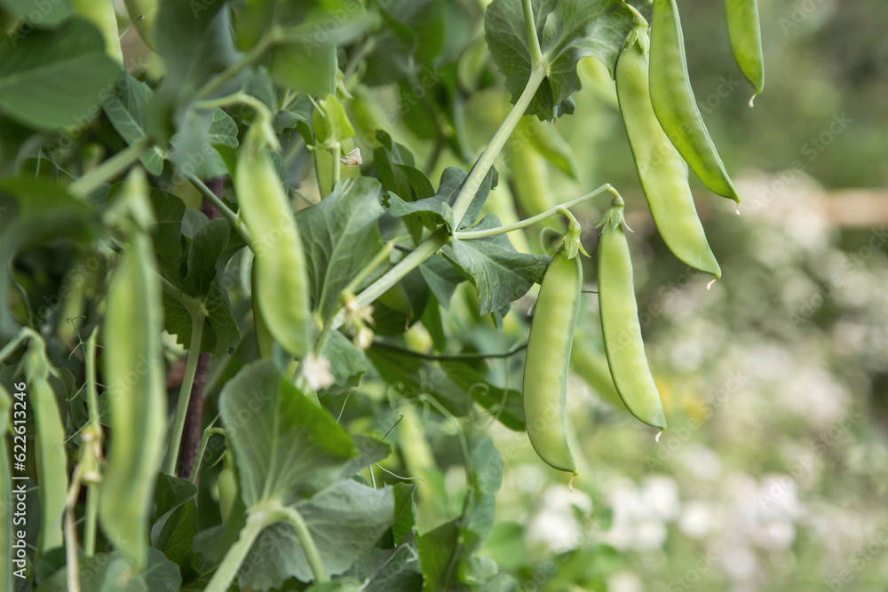 Green pea pod on plant close up. Many pea pods, growing organic food outdoor in garden Green pea pod on plant close up. Many pea pods, growing organic food outdoor in garden