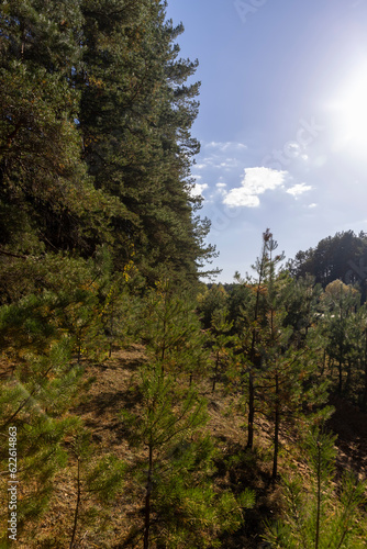 Coniferous pine tree with long needles