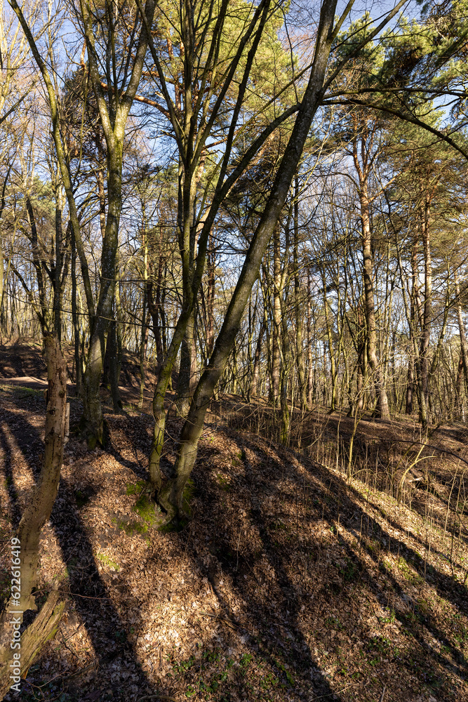 Fototapeta premium hilly territory with trees without foliage in the spring season