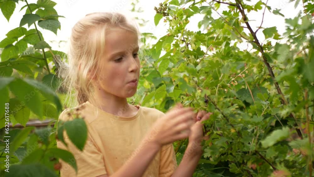 A child eats fresh golden currant berries from the vegetable garden A child eats fresh golden currant berries from the vegetable garden