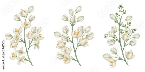Watercolor set of illustrations. Hand painted branches with blooming flowers in white, beige colors with four petals, yellow center, buds. Olive tree flowers. Jasmine flower. Isolated floral clip art