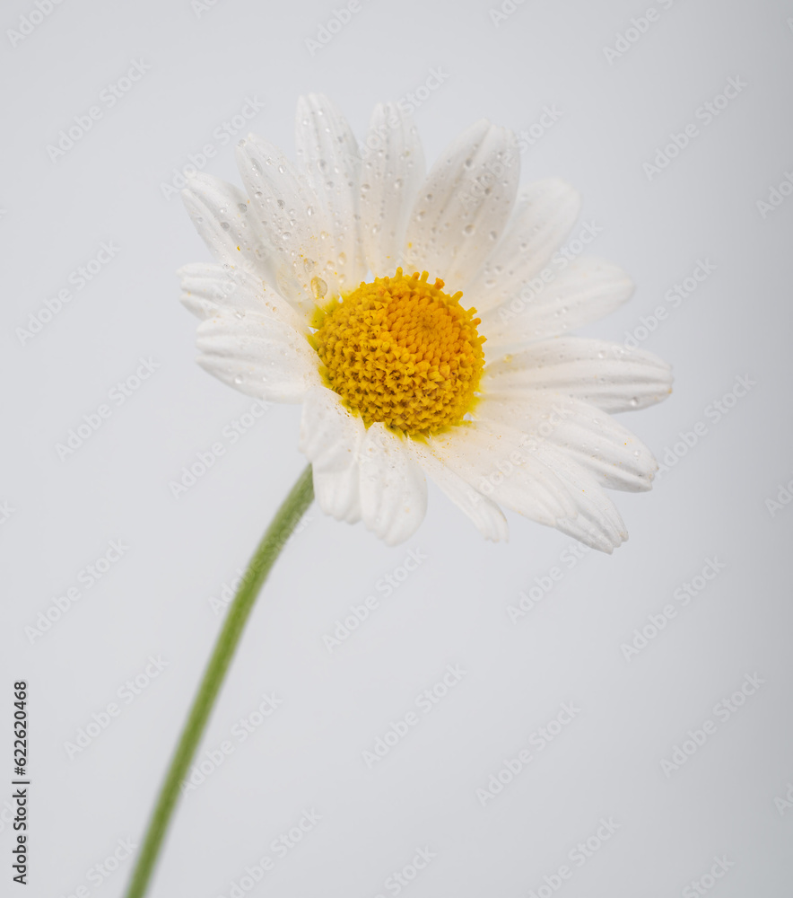 chamomile flower beautiful and delicate on white background. chamomile or daisies isolated on white background with clipping path.
chamomile flower beautiful and delicate on white background. chamomile or daisies isolated on white background with clipping path.