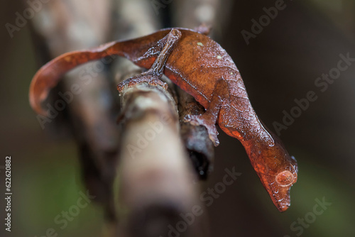 Satanic Leaf Tailed Gecko (Uroplatus phantasticus) in the wild