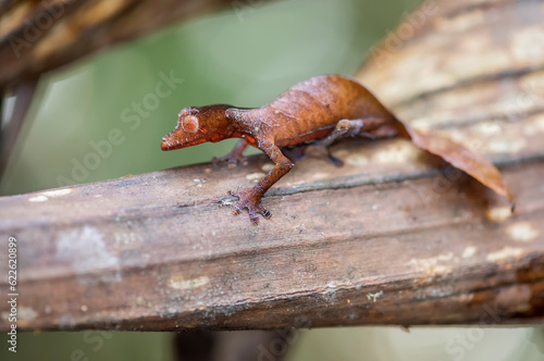 Satanic Leaf Tailed Gecko (Uroplatus phantasticus) in the wild photo