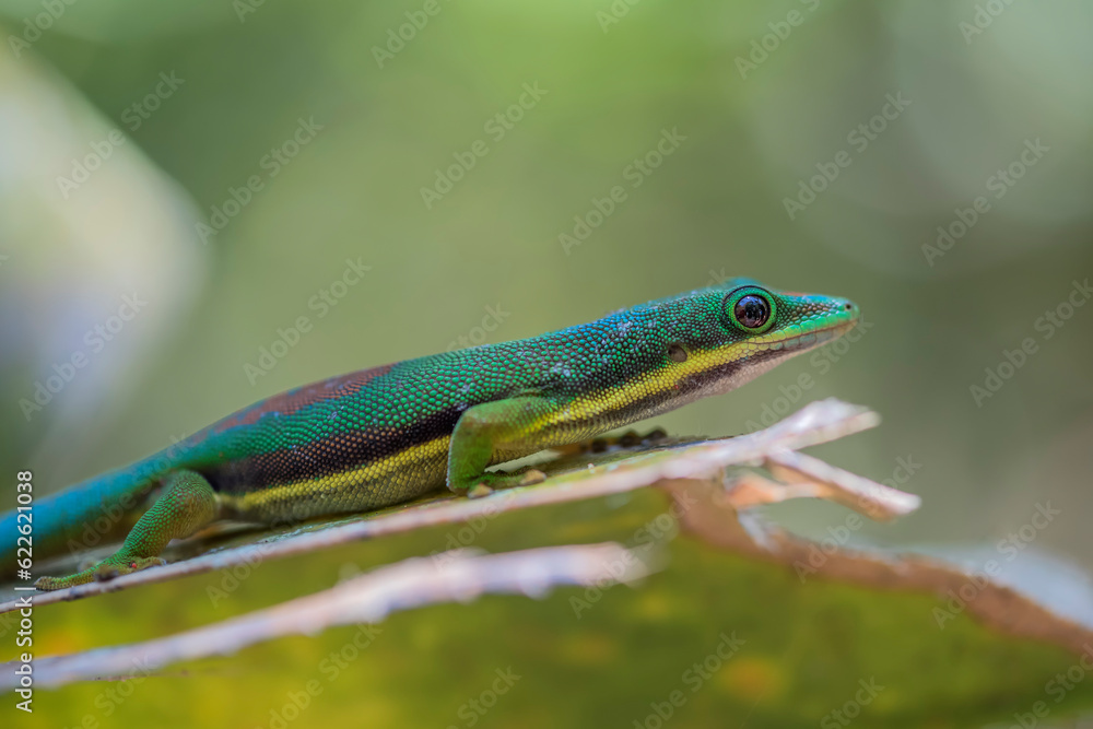 Naklejka premium Madagascar day gecko (Phelsuma) in the wild