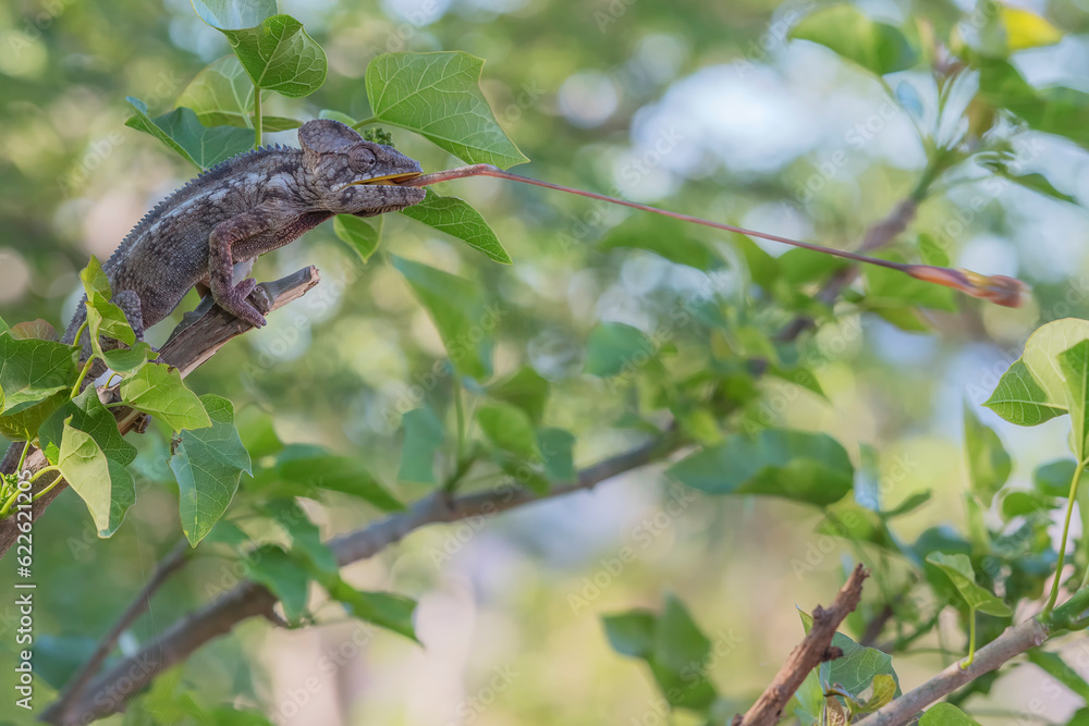 Chameleon from Madagascar on a branch hunting Chameleon from Madagascar on a branch hunting