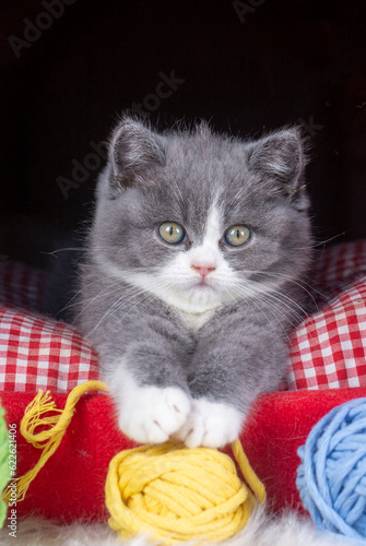 British bicolor kitten, gre...