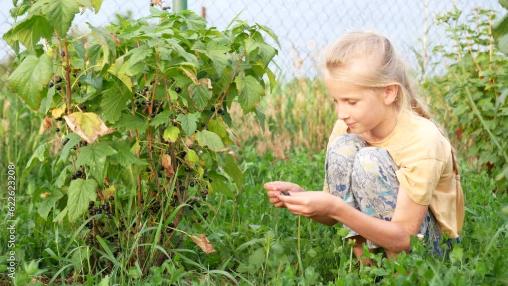 The child plucks black currant berries from the bush and eats them. The child plucks black currant berries from the bush and eats them.