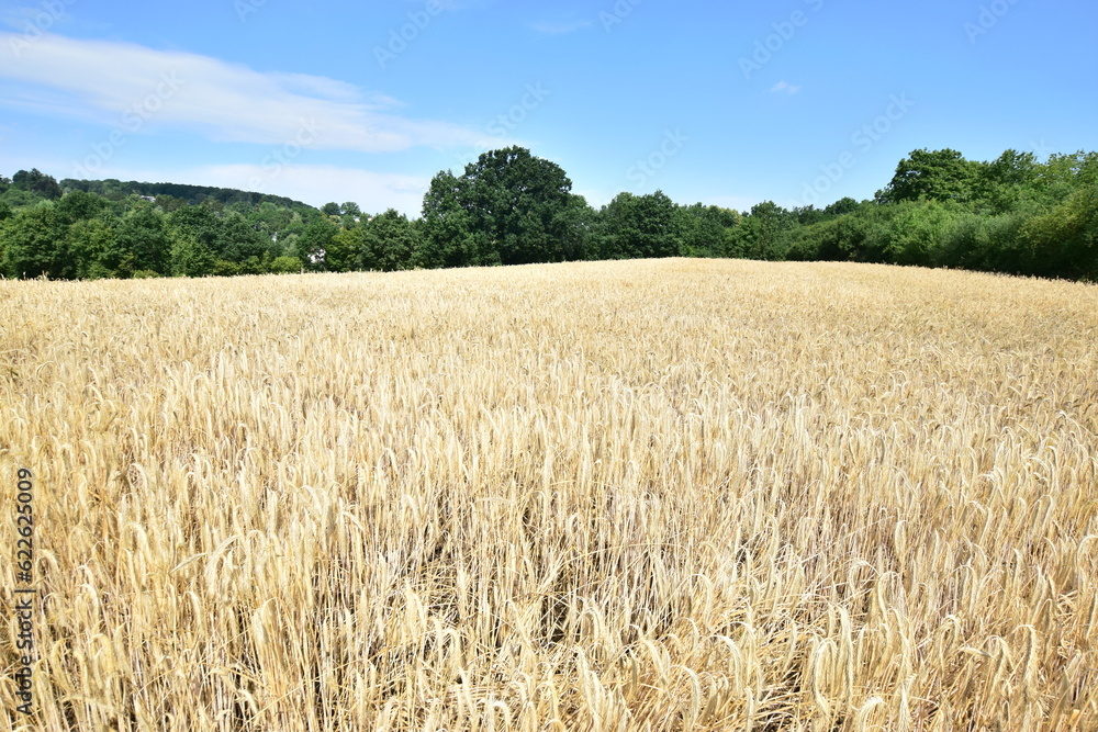 field of wheat field of wheat