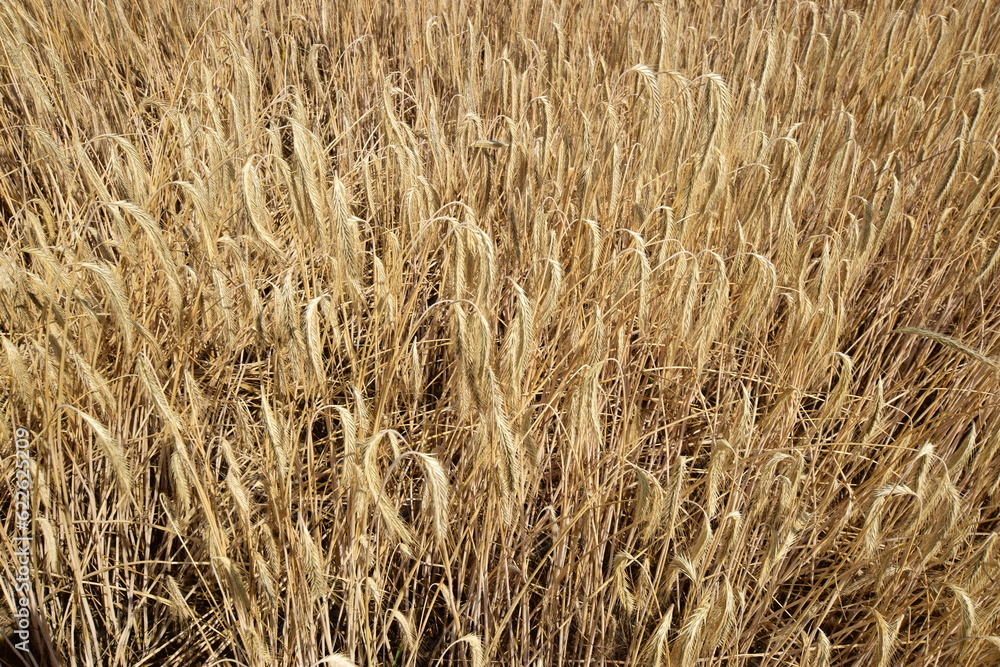 field of ripe wheat - golden harvest field of ripe wheat - golden harvest