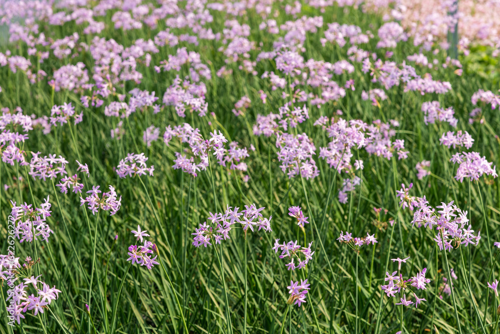 Delicate blooming society garlic flowering plant in garden Delicate blooming society garlic flowering plant in garden