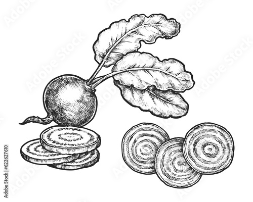 Sketch of beetroot vegetable. Vector linear image