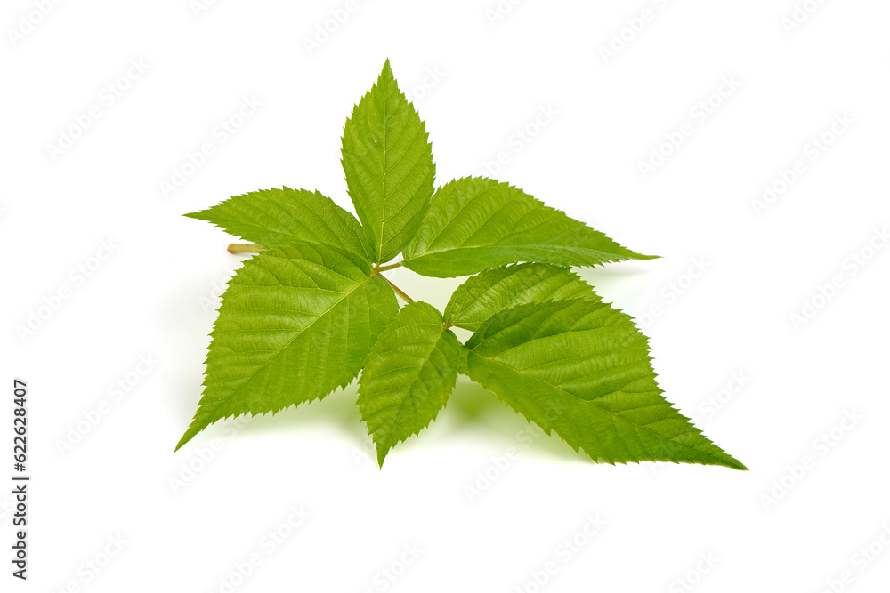 Raspberry branch, isolated on white background. Raspberry branch, isolated on white background.