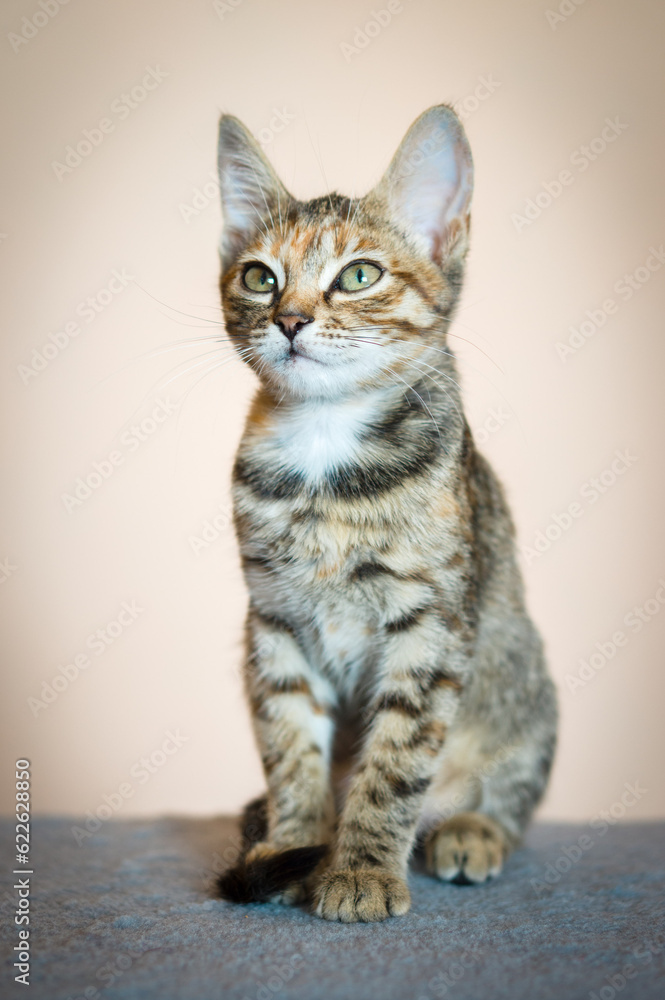 A tabby kitten sits on a soft rug and looks attentively somewhere above