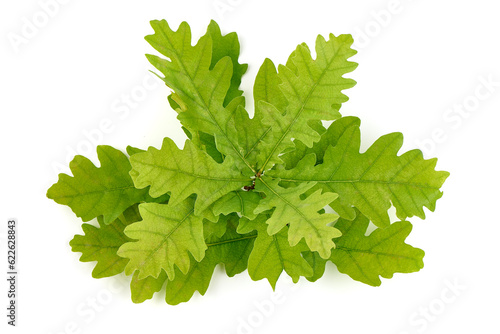 Green Oak Leaves, isolated on white background.