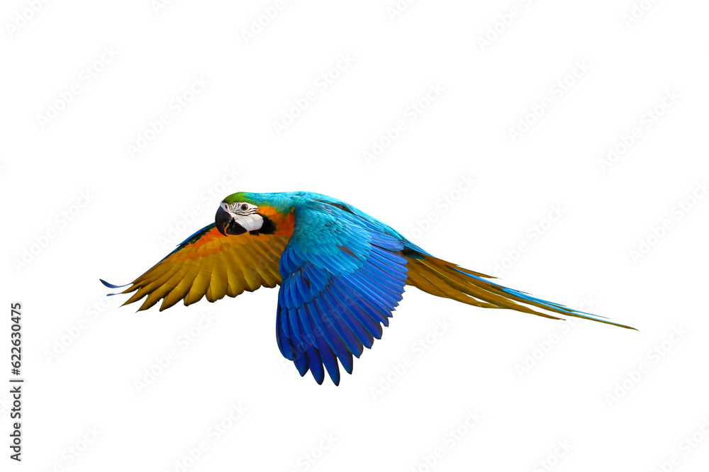 Fototapeta premium Colorful flying parrot isolated on transparent background png file