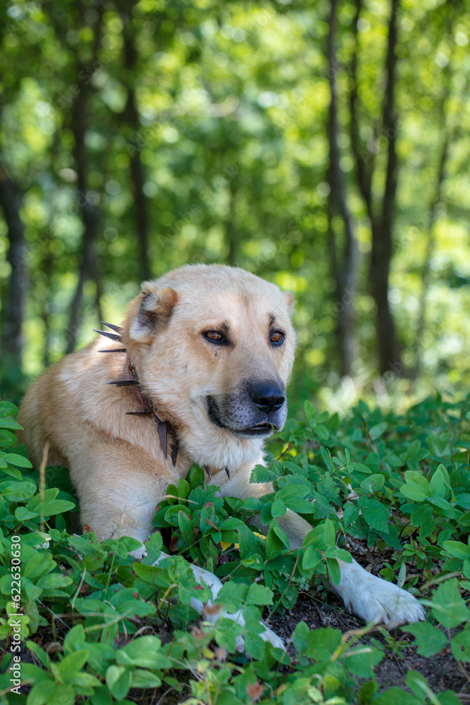 a shepherd dog resting in the forest a shepherd dog resting in the forest