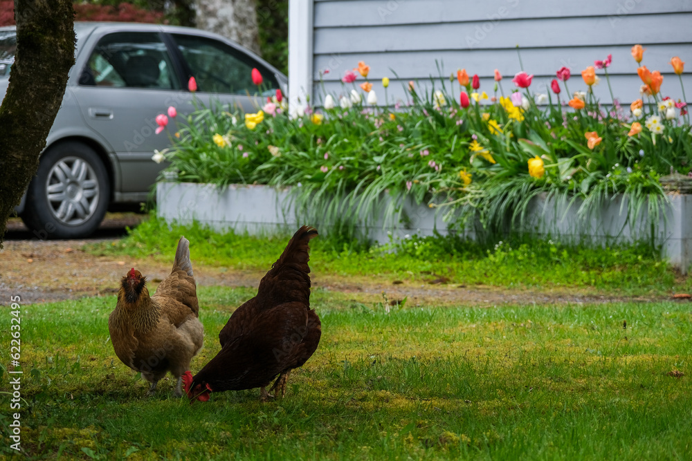 Street view cityscape town landscape nature scenery in Sitka, Alaska