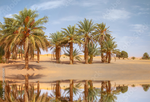 Landscape with palm trees in a desert with sand dunes - General view of the Merzouga hotels district and palms - Merzouga  Sahara  Morocco