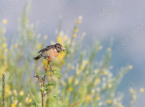 Stonechat with butterfly in its beak