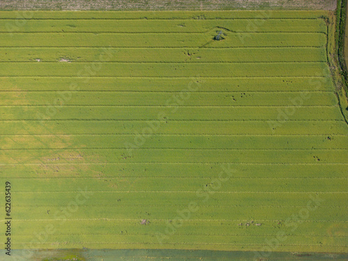 Abstract geometric shapes of agricultural parcels of different crops in yellow and green colors. Aerial view shoot from drone directly above field