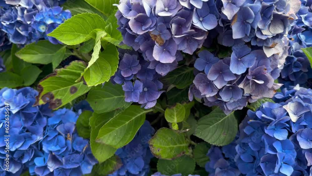 Hortensia blossoming, flower market background. Gardening. Slow motion. Hortensia blossoming, flower market background. Gardening. Slow motion.