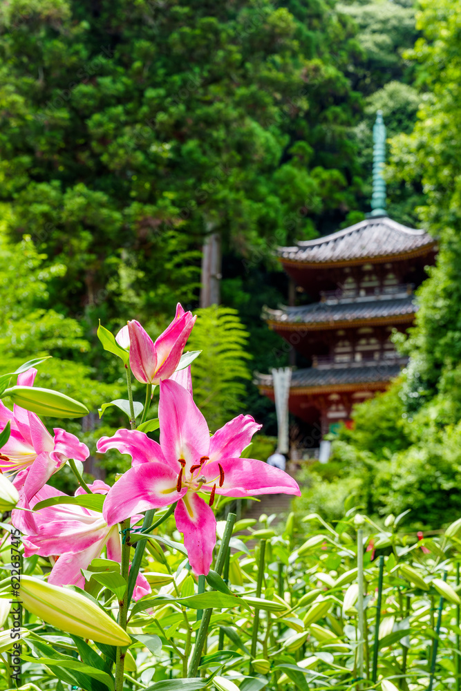 【奈良県】大和郡山市 松尾寺 境内に咲くカサブランカの花 (2023/07/03撮影) 【奈良県】大和郡山市 松尾寺 境内に咲くカサブランカの花 (2023/07/03撮影)