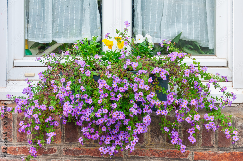 a beautiful flowerpot with purple flowers stands on the window of the house, a close-up