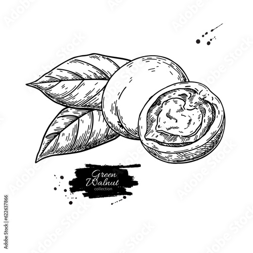 Green walnut drawing. Vector illustration