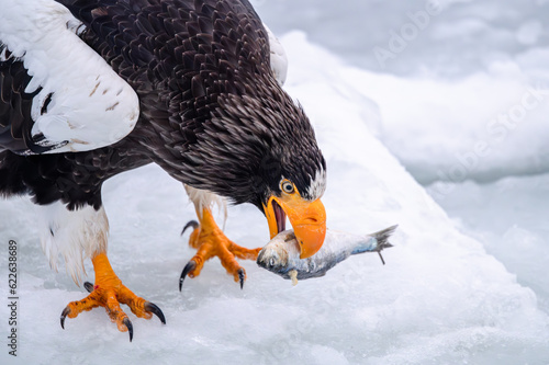 北海道の凍った海で捕食するオオワシ、美味いか！！