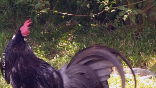 A beautiful striking black cockerel crowing