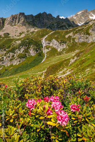 flowering alpine roses on Alp Holzhüs and Hostetbach high above Guttannen in Haslital, Berner Oberland