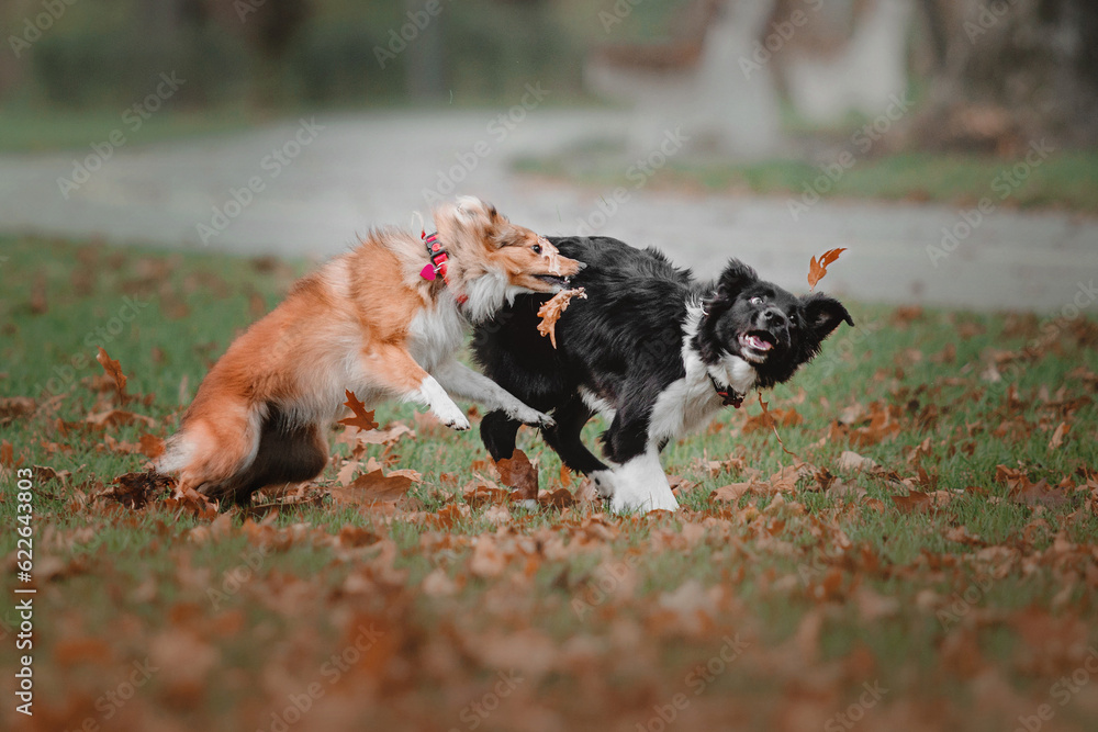 Dogs having fun together while playing outside