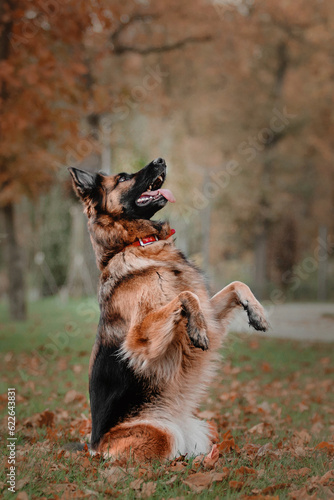 Fototapeta Naklejka Na Ścianę i Meble -  Adorable German Shepherd dog joyfully playing with colorful autumn leaves during a delightful park outing