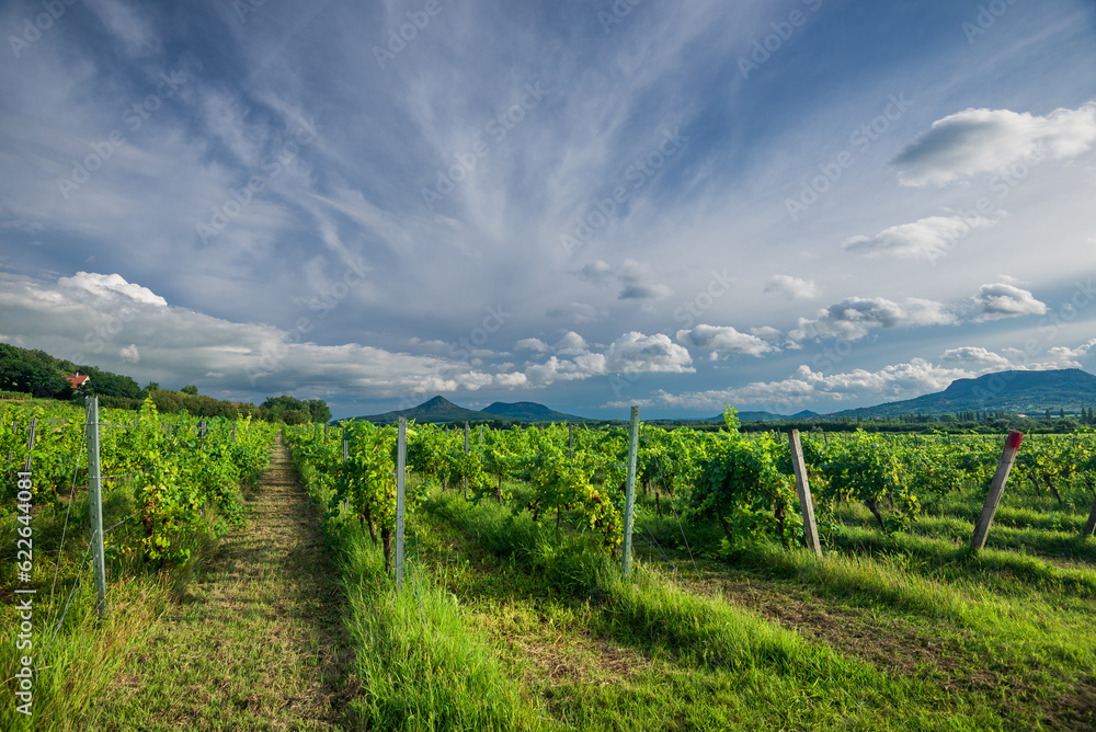 Vineyards in Balaton Uplands, Kali-Medence, Hungary. In the distance Gyulacs and Badacsony Mount