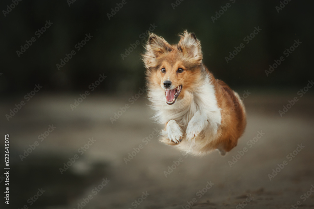 Sheltie Dog on a Walk: Serene Canine in Nature