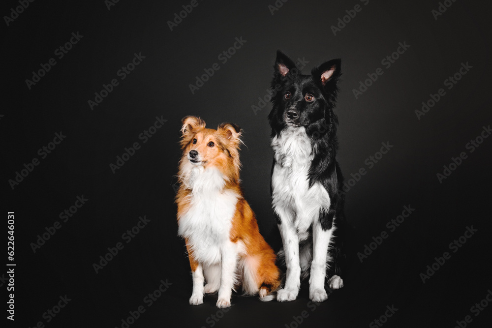 Two beautiful dogs Border Collie and Sheltie breed posing against a striking black background